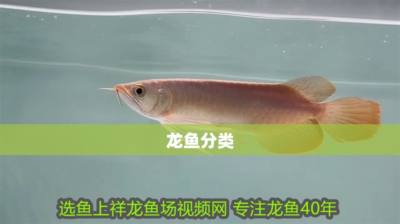 虎魚的水溫多少合適養(yǎng)(虎魚飼養(yǎng)溫度)