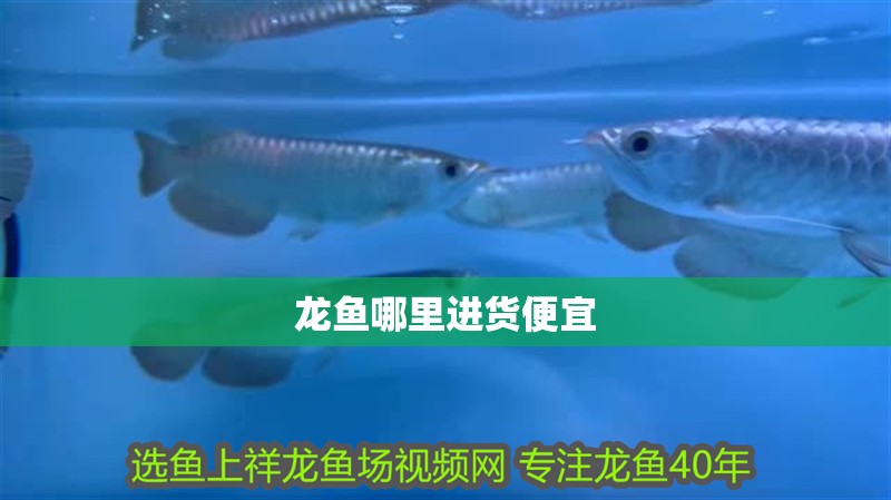 龍魚哪里進貨便宜
