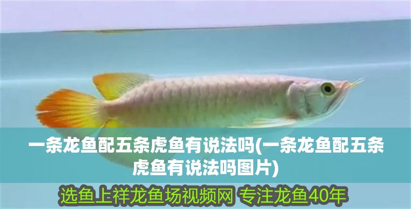 一條龍魚配五條虎魚有說法嗎(一條龍魚配五條虎魚有說法嗎圖片)