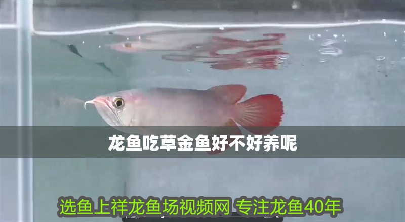 龍魚吃草金魚好不好養呢