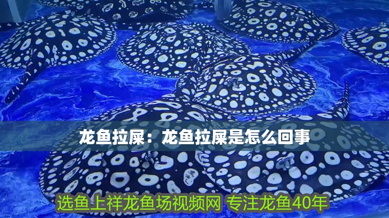 龍魚拉屎：龍魚拉屎是怎么回事