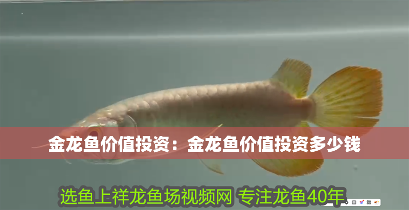 金龍魚價值投資：金龍魚價值投資多少錢