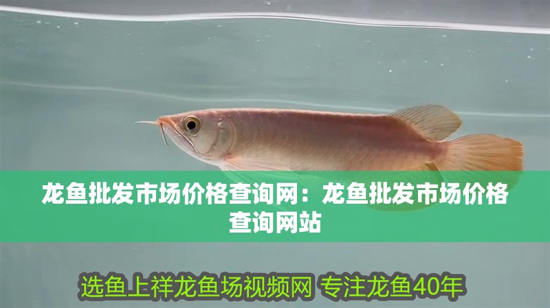 龍魚批發(fā)市場價格查詢網(wǎng)：龍魚批發(fā)市場價格查詢網(wǎng)站