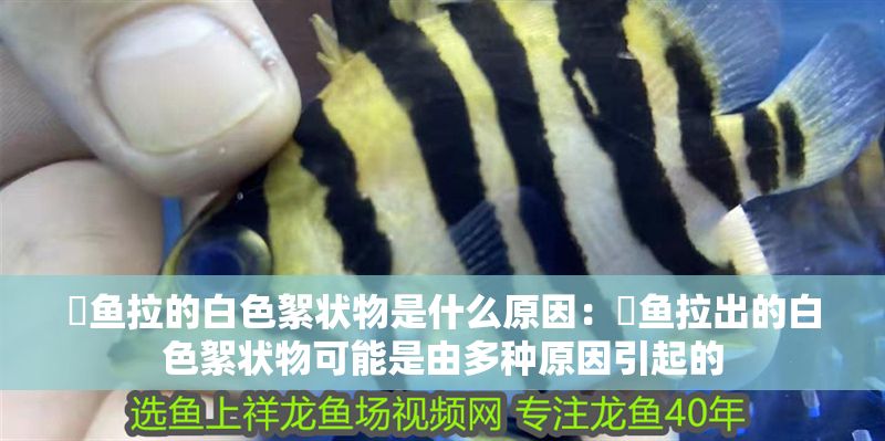 魟魚拉的白色絮狀物是什么原因：魟魚拉出的白色絮狀物可能是由多種原因引起的