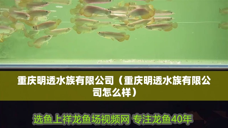 重慶明透水族有限公司（重慶明透水族有限公司怎么樣） 重慶明透水族有限公司（重慶明透水族有限公司怎么樣） 全國(guó)水族館企業(yè)名錄 第2張