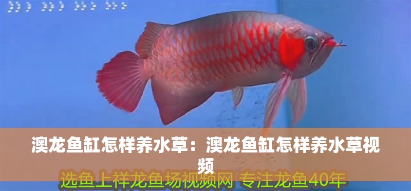 澳龍魚缸怎樣養(yǎng)水草：澳龍魚缸怎樣養(yǎng)水草視頻