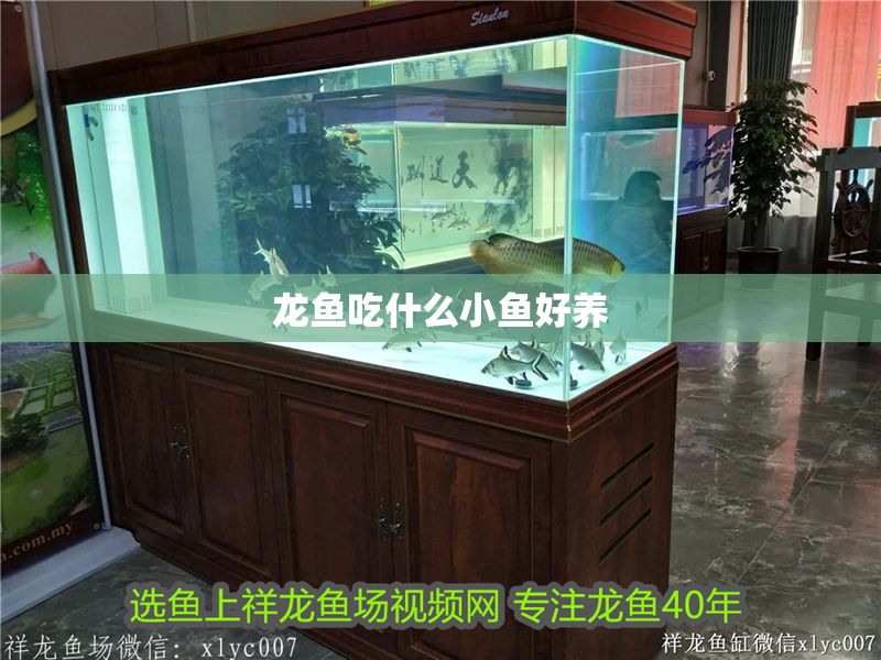 龍魚吃什么小魚好養