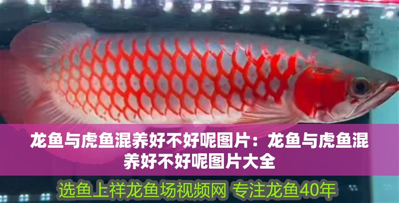 龍魚與虎魚混養(yǎng)好不好呢圖片：龍魚與虎魚混養(yǎng)好不好呢圖片大全
