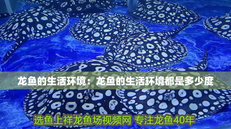 龍魚的生活環境：龍魚的生活環境都是多少度