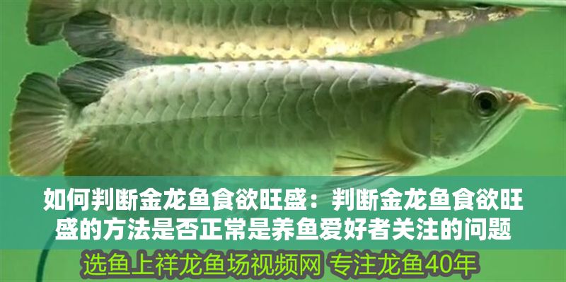 如何判斷金龍魚食欲旺盛：判斷金龍魚食欲旺盛的方法是否正常是養魚愛好者關注的問題
