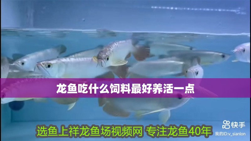 龍魚(yú)吃什么飼料最好養(yǎng)活一點(diǎn)