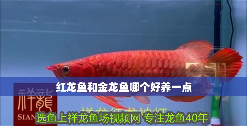 紅龍魚(yú)和金龍魚(yú)哪個(gè)好養(yǎng)一點(diǎn)