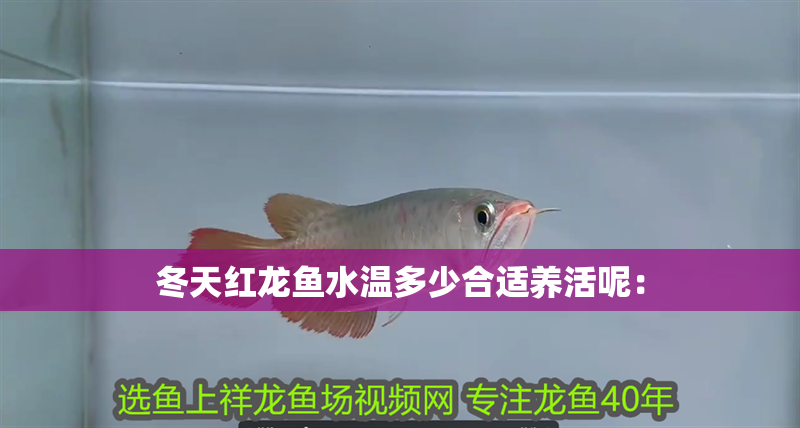 冬天紅龍魚水溫多少合適養活呢：