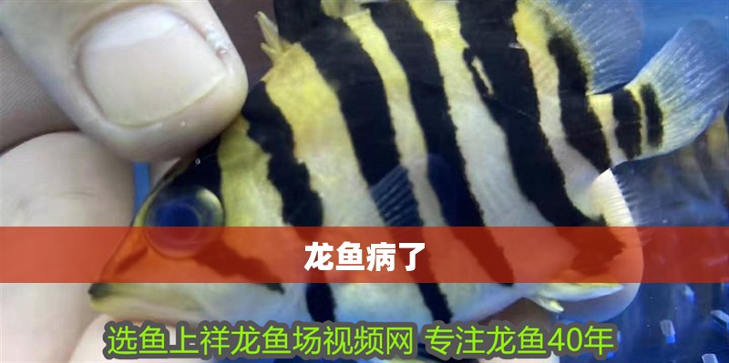 龍魚病了