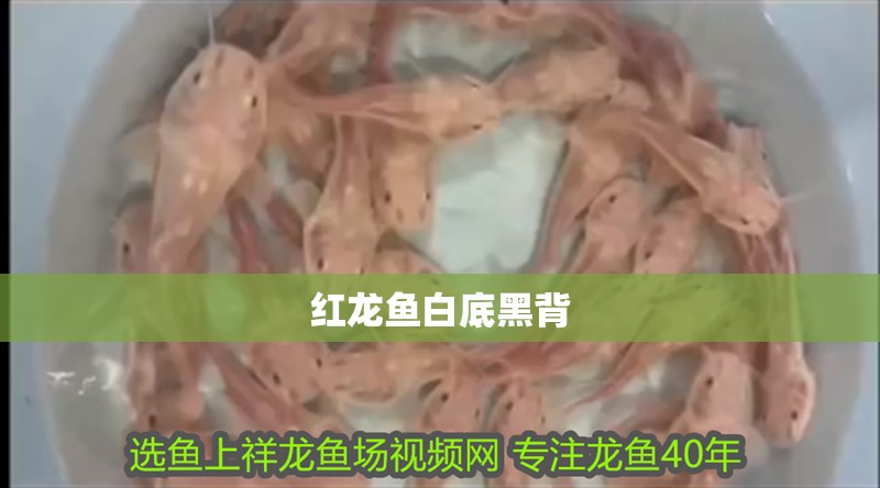 紅龍魚白底黑背