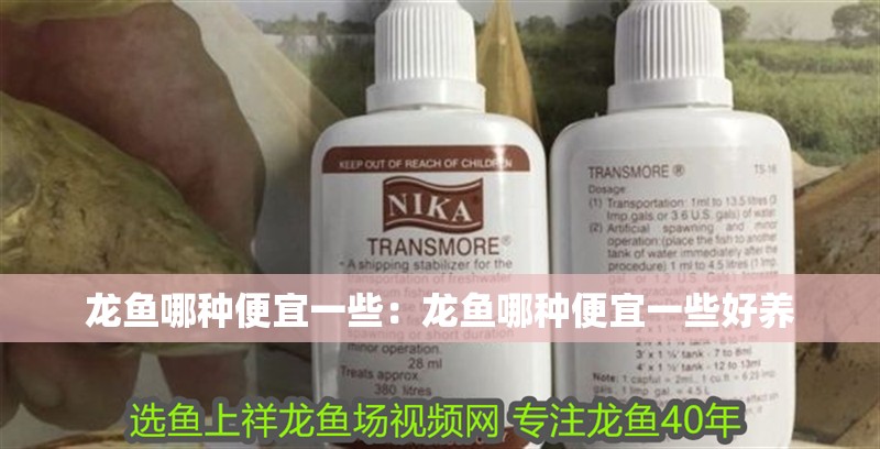 龍魚哪種便宜一些：龍魚哪種便宜一些好養