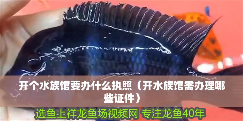 開個水族館要辦什么執照（開水族館需辦理哪些證件）