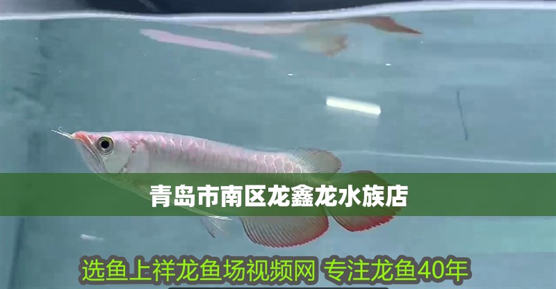 青島市南區(qū)龍鑫龍水族店
