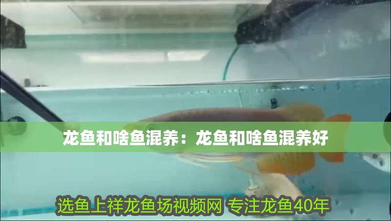 龍魚和啥魚混養：龍魚和啥魚混養好