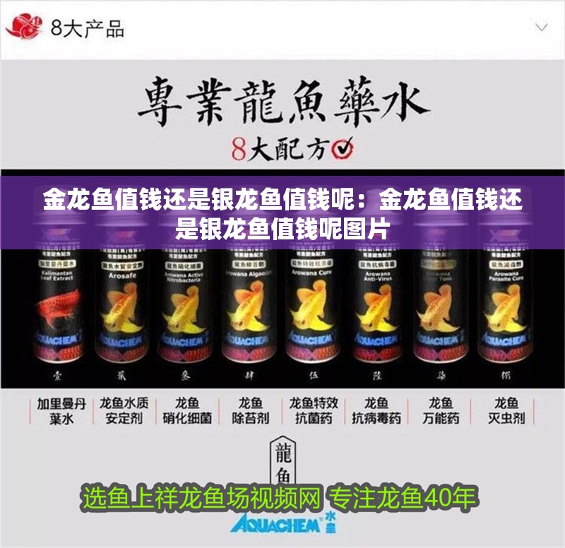 金龍魚值錢還是銀龍魚值錢呢：金龍魚值錢還是銀龍魚值錢呢圖片