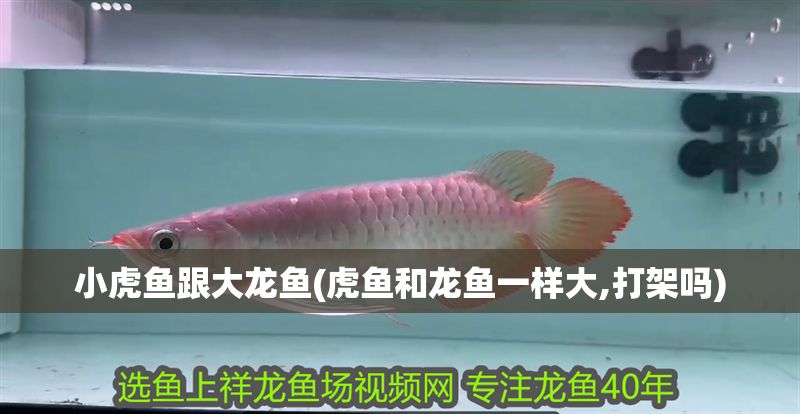 小虎魚(yú)跟大龍魚(yú)(虎魚(yú)和龍魚(yú)一樣大,打架嗎)