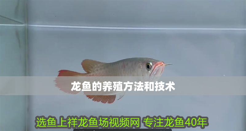 龍魚的養殖方法和技術