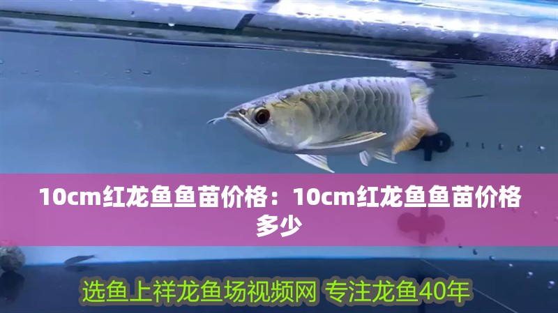 10cm紅龍魚魚苗價格：10cm紅龍魚魚苗價格多少