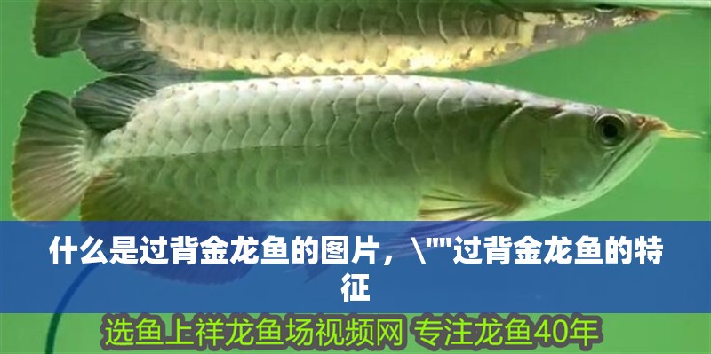 什么是過背金龍魚的圖片，\
