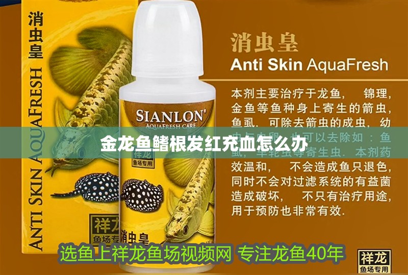 金龍魚鰭根發紅充血怎么辦