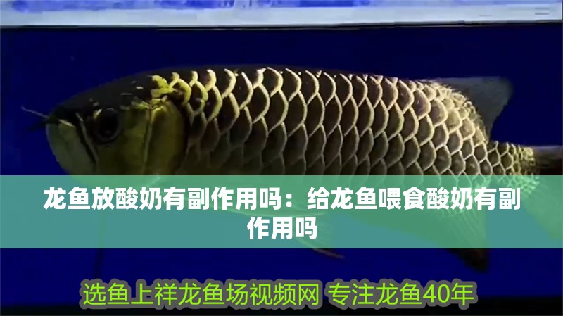 龍魚放酸奶有副作用嗎：給龍魚喂食酸奶有副作用嗎