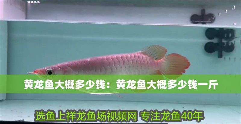 黃龍魚大概多少錢：黃龍魚大概多少錢一斤