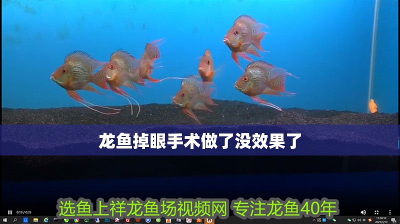 龍魚掉眼手術做了沒效果了