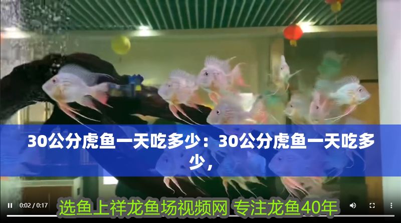 30公分虎魚一天吃多少：30公分虎魚一天吃多少，
