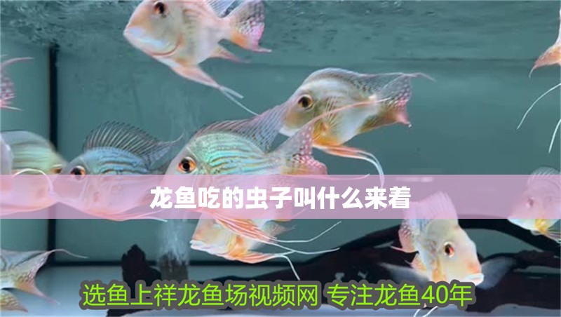 龍魚吃的蟲子叫什么來著