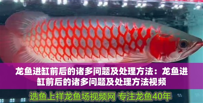 龍魚進缸前后的諸多問題及處理方法：龍魚進缸前后的諸多問題及處理方法視頻