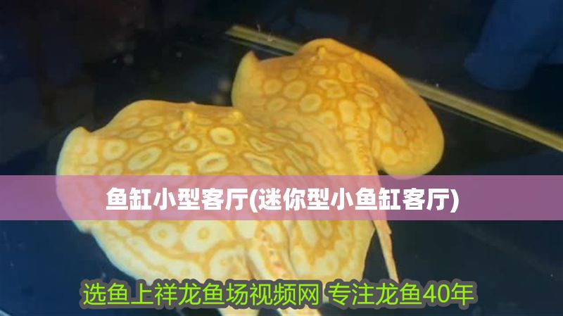 魚缸小型客廳(迷你型小魚缸客廳)
