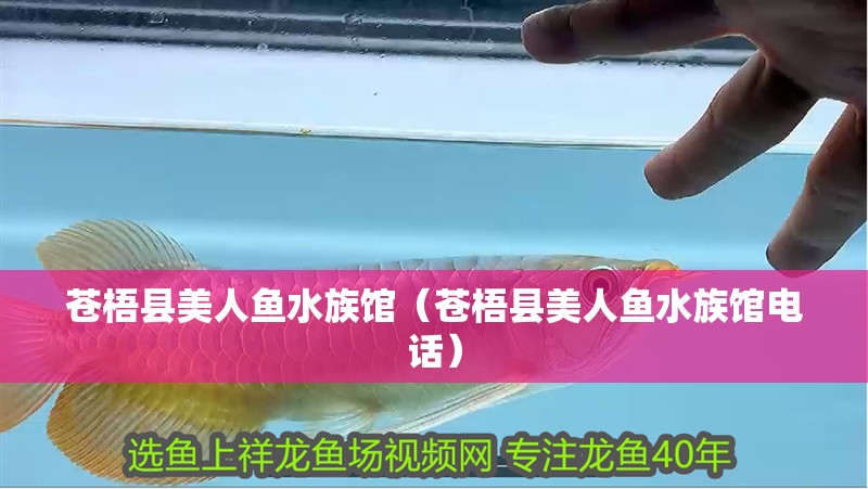 蒼梧縣美人魚水族館（蒼梧縣美人魚水族館電話）