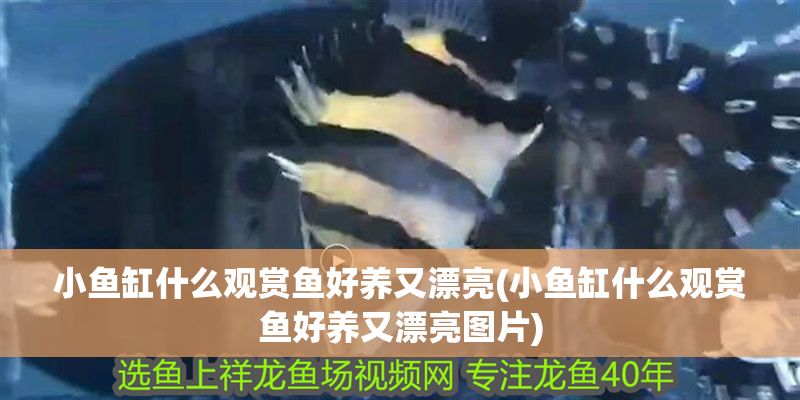 小魚缸什么觀賞魚好養又漂亮(小魚缸什么觀賞魚好養又漂亮圖片)