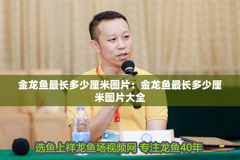 金龍魚最長多少厘米圖片：金龍魚最長多少厘米圖片大全