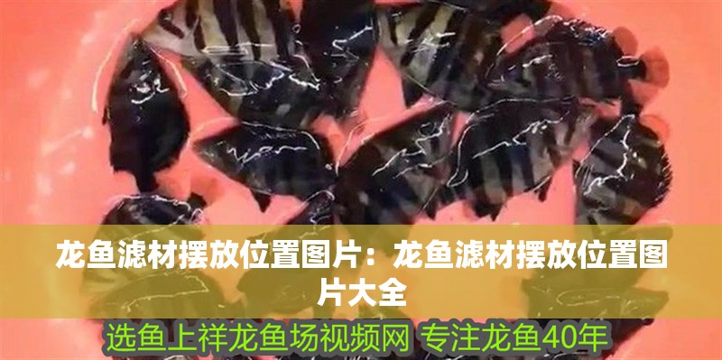 龍魚濾材擺放位置圖片：龍魚濾材擺放位置圖片大全