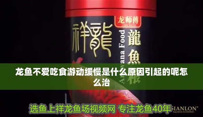 龍魚不愛吃食游動緩慢是什么原因引起的呢怎么治
