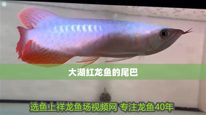 大湖紅龍魚的尾巴