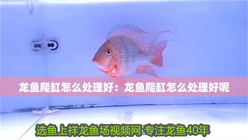 龍魚爬缸怎么處理好：龍魚爬缸怎么處理好呢
