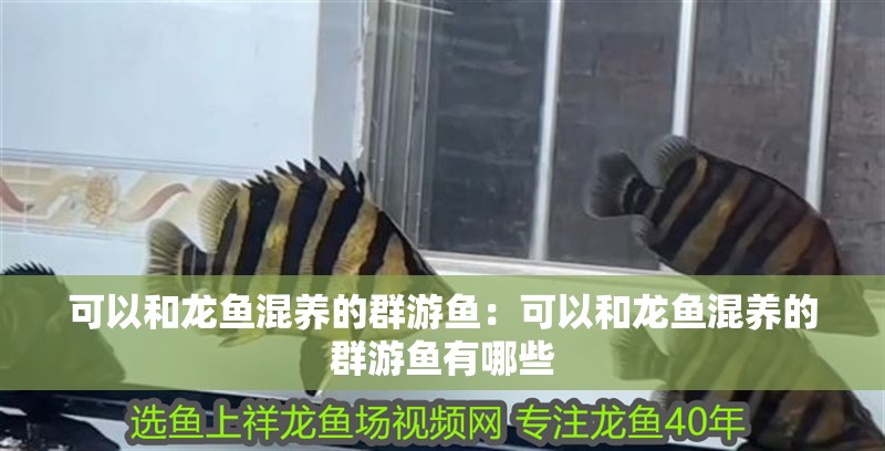 可以和龍魚混養的群游魚：可以和龍魚混養的群游魚有哪些