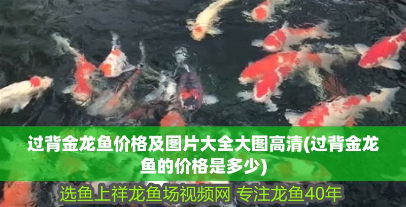 過背金龍魚價格及圖片大全大圖高清(過背金龍魚的價格是多少)