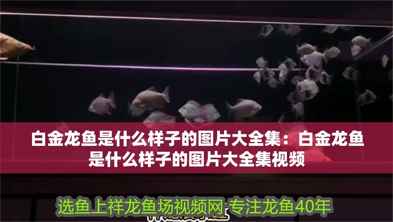 白金龍魚是什么樣子的圖片大全集：白金龍魚是什么樣子的圖片大全集視頻