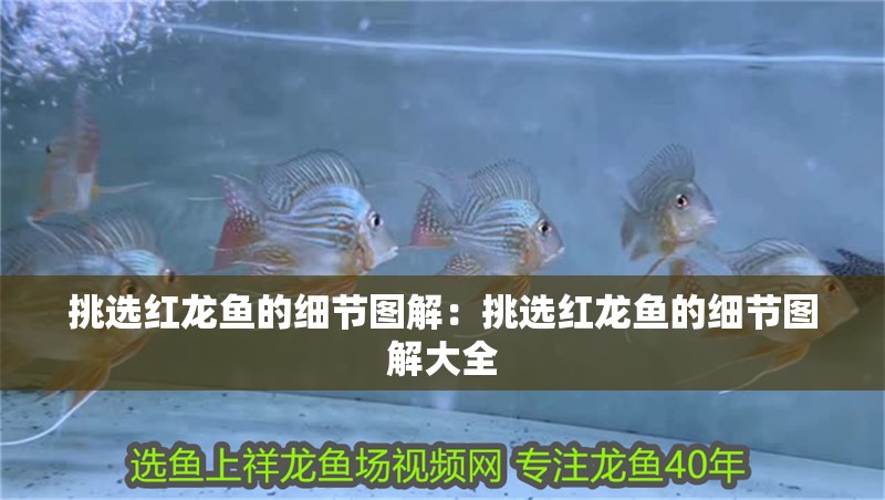 挑選紅龍魚的細節圖解：挑選紅龍魚的細節圖解大全