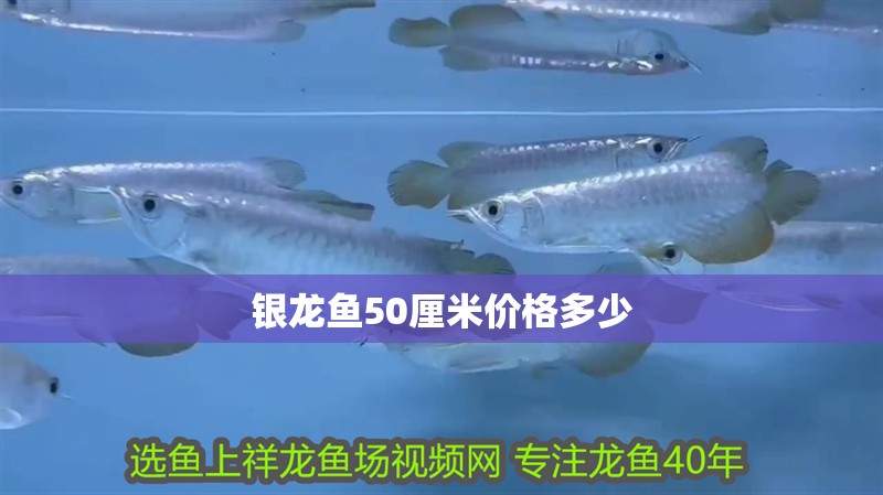 銀龍魚50厘米價格多少
