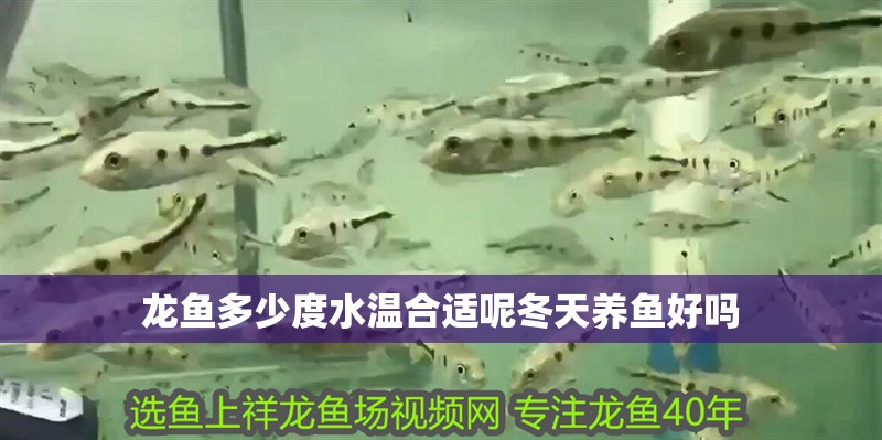 龍魚多少度水溫合適呢冬天養魚好嗎