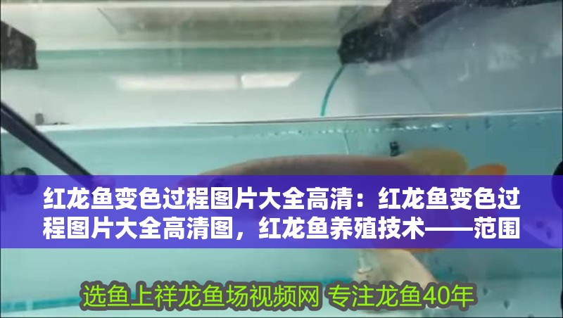 紅龍魚變色過程圖片大全高清：紅龍魚變色過程圖片大全高清圖，紅龍魚養殖技術——范圍魚
